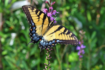 Eastern Tiger Swallowtail - female